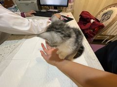 -宠爱国际动物医院·消化内科·心肾内科·ISFM猫友好(望京店)