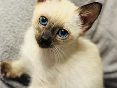 -欣宠猫屋·矮脚拿破仑·蓝金金渐层