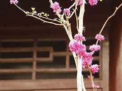 -莫愁湖公园