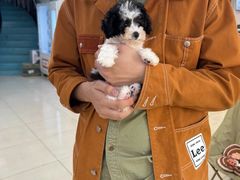 -翊宠yipet猫狗购宠庄园犬舍•猫舍