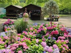 -上海共青森林公园