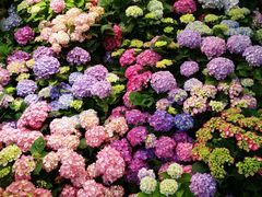 -双季花艺园艺市场(浦东店)