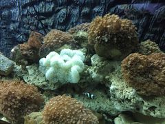 -北戴河圣蓝海洋公园