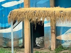 -青藏高原野生动物园