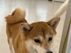 -共舞时光猫咖·狗咖(新街口店)
