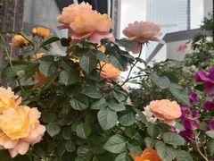 -万达坊(花园路店)