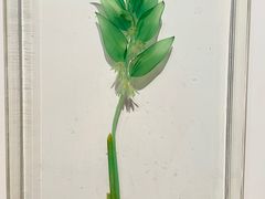 -重庆自然博物馆(新馆)