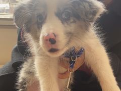 -宠颐生汉谟拉比宠物医院