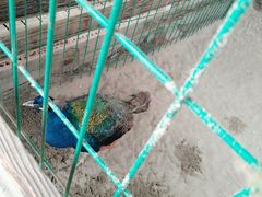 -上海多利农业发展有限公司