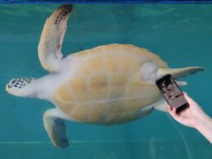 -广东惠东海龟国家级自然保护区