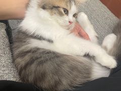 -猫大福·Fortune Cat猫舍(百子湾店)