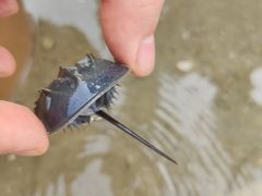 -红树林天天赶海