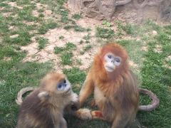 -西安秦岭野生动物园