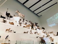 -墨尔本博物馆(Melbourne Museum)