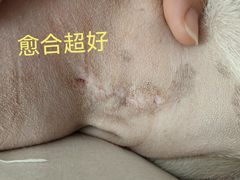-北京派仕佳德动物医院·超导核磁·CT·神经科·骨科·内外科·急重症管理中心
