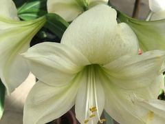 -北京植物园-展览温室