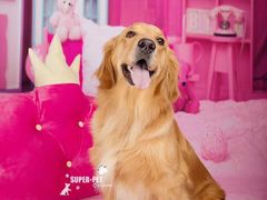 -超宠爱宠物摄影-Super pet