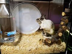 -酷以爬仙阁实体爬宠店·守宫·蜥蜴·专业繁育