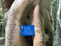 -中国科学院西双版纳热带植物园