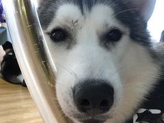 -Husky Go! 哈士奇体验馆·宠物咖啡厅狗咖