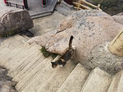 -崂山巨峰游览区