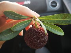 -西山樟坞健康果园枇杷杨梅采摘