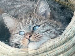 -青藏高原野生动物园