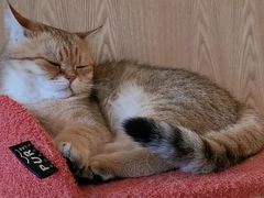 -猫腻·猫咖·撸猫馆(星光大道店)