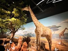 -陕西自然博物馆