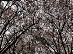 -秦始皇帝陵博物院(兵马俑)