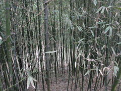 景点-紫竹院公园冰场