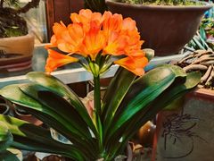 -双季花艺园艺市场(浦东店)