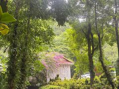 -莫里热带雨林景区