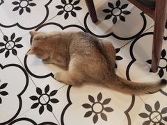 -春莱·老挝冰咖啡·泰式奶茶(柯桥万达店)