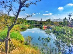 -上海长兴岛郊野公园