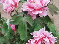 -石家庄市植物园
