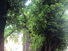 -小洲村