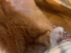 -猫猫幼稚园·撸猫·桌游·电玩