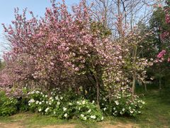 -洛阳市隋唐城遗址植物园