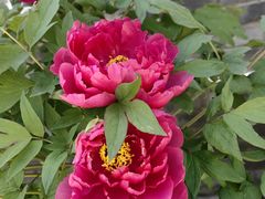 -聚农庄民宿农家院(梨木台东山店)