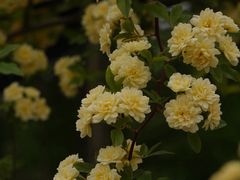 -黄兴公园