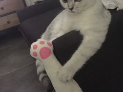 -佳怡动物医院·平价24小时·猫专科骨外科