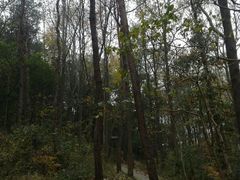 -青龙山国家森林公园