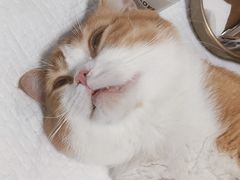-灵美宠物诊所