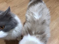 -1013 PET SHOP精品宠物商店(丁香店)