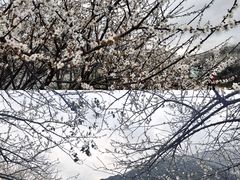 -广州市流溪河国家森林公园