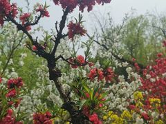 -南汇桃花村