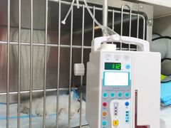 -关爱动物医院·心脏·中兽医·异宠(金牛路分院)