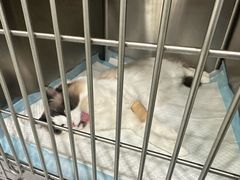 -艾吉宠物医院·疑难杂症转诊中心·猫友好(碧江路院)