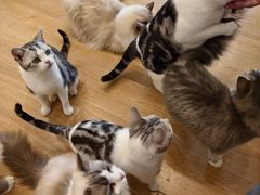 -有喵·猫咖·狗咖·30几只猫10只小狗(岗厦店)